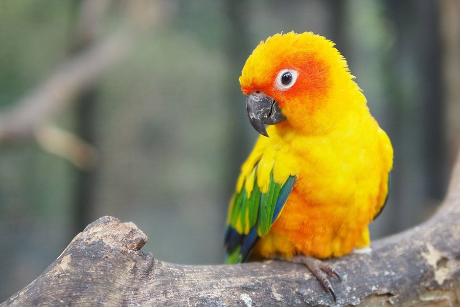 Yellow Parrots - Sun Conure