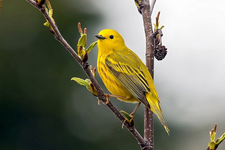 Yellow Warbler