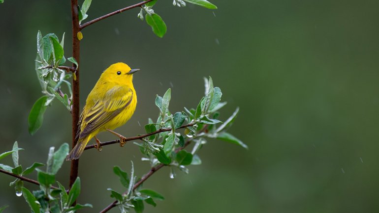 Yellow birds in Alabama - Hero