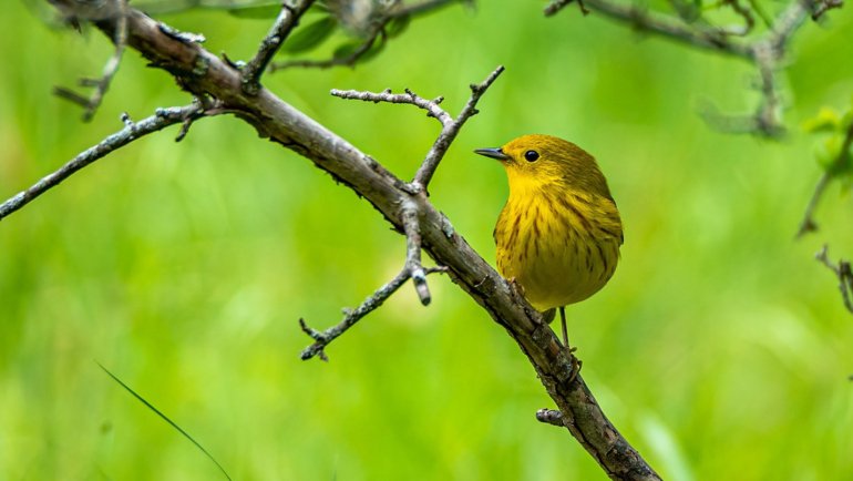 Yellow birds in California - Hero