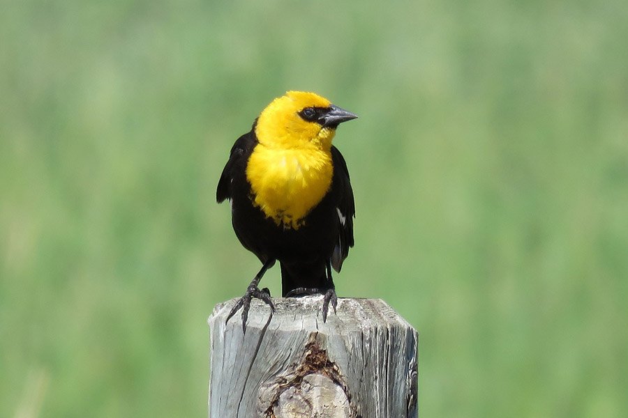 Yellow-headed Blackbird