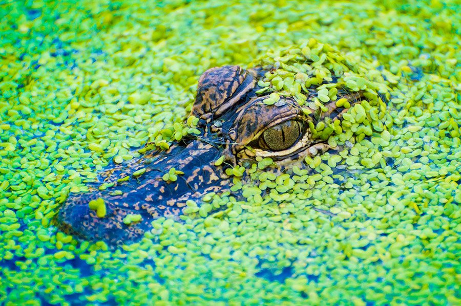 Young alligator head in the water