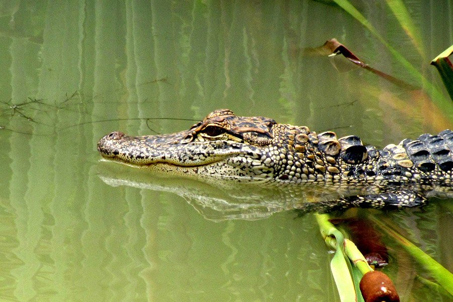 Young alligator