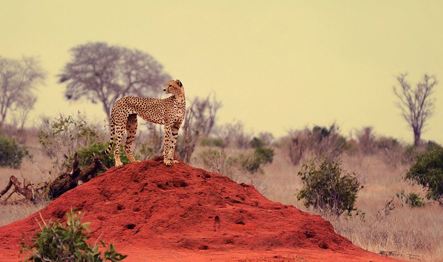 A cheetah in its habitat