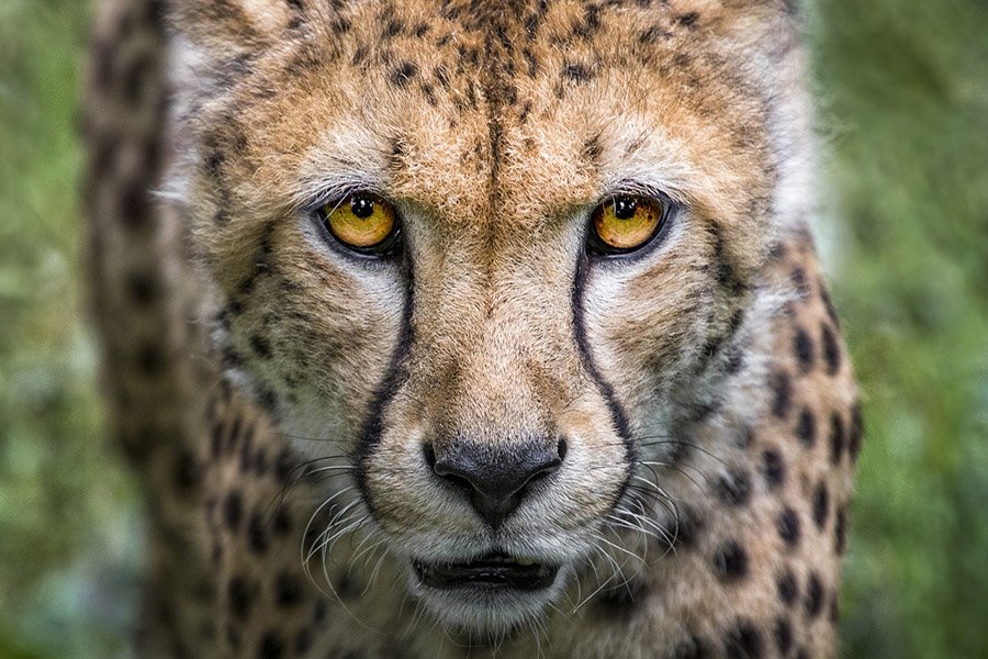 A cheetah up close