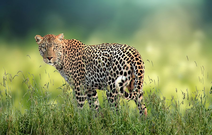 A leopard in grass