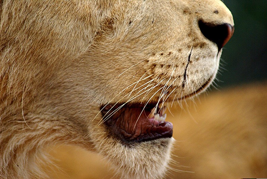 A lion's mouth