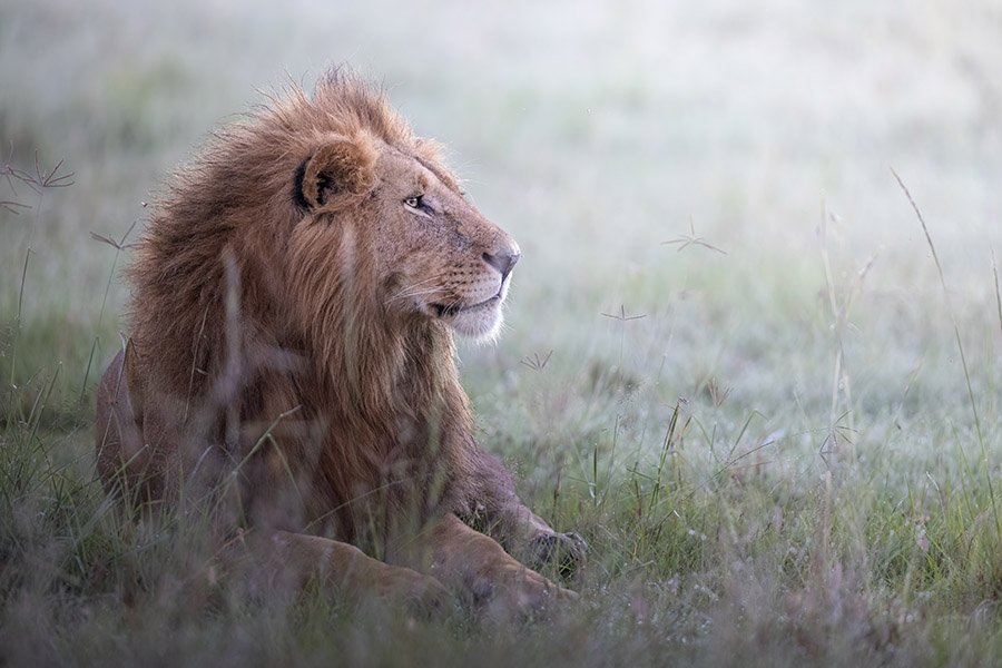 African lion in Kenya