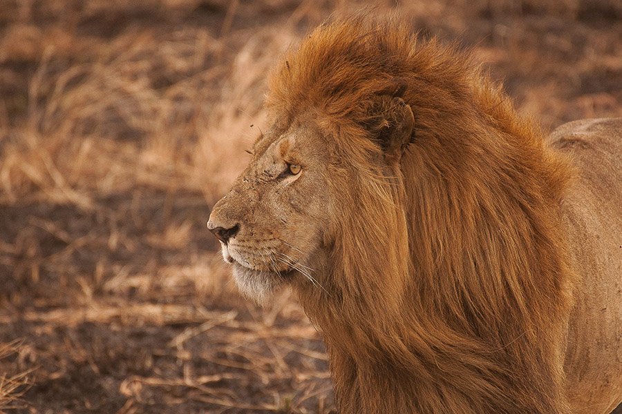 African lion in Tanzania