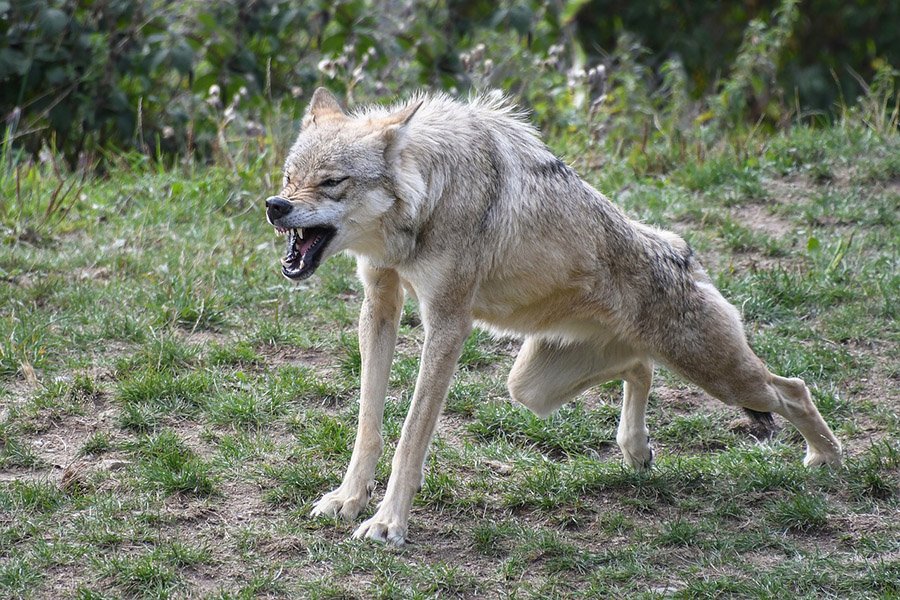 Aggressive wolf