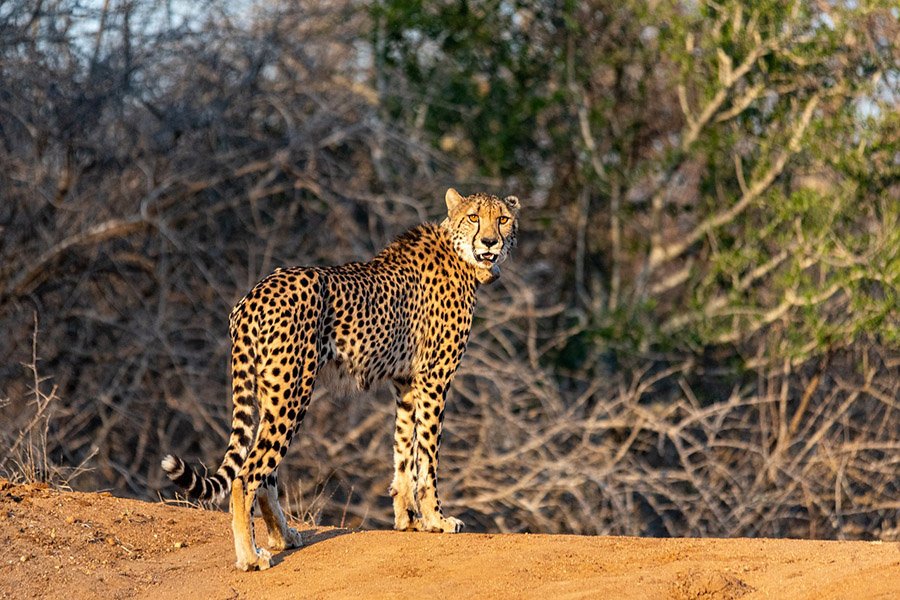 An adult cheetah in the wild