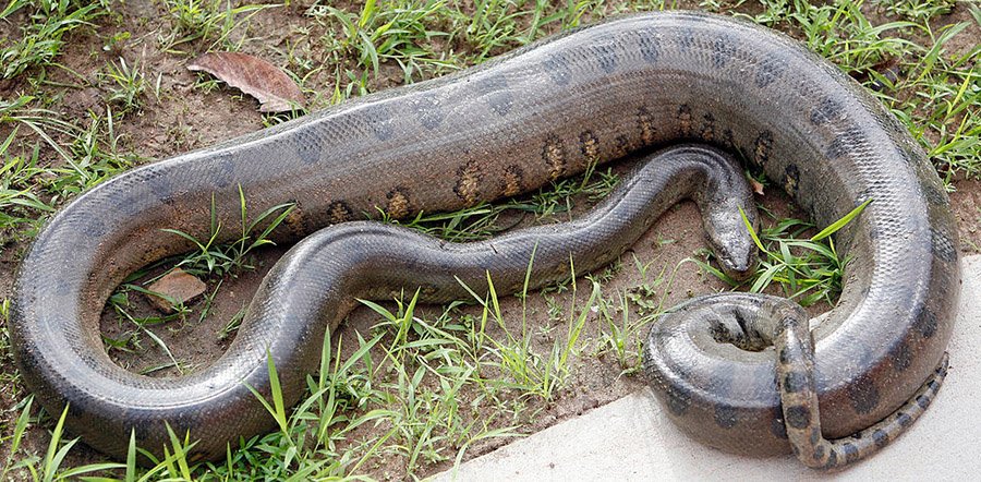 An anaconda in Brazil