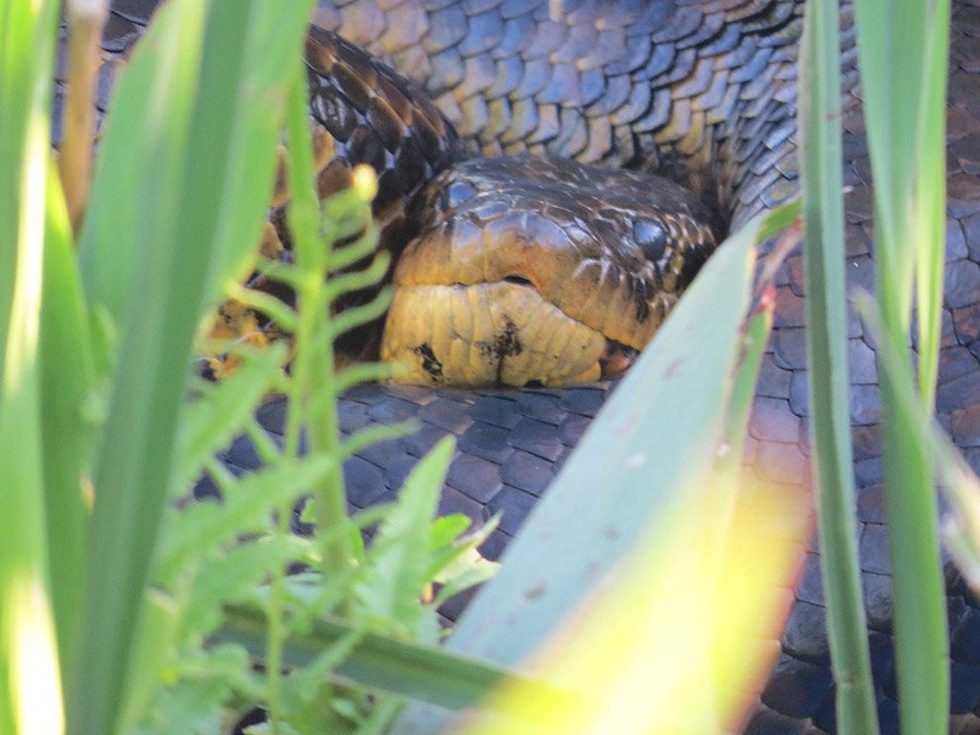 Anaconda hidden in vegetation