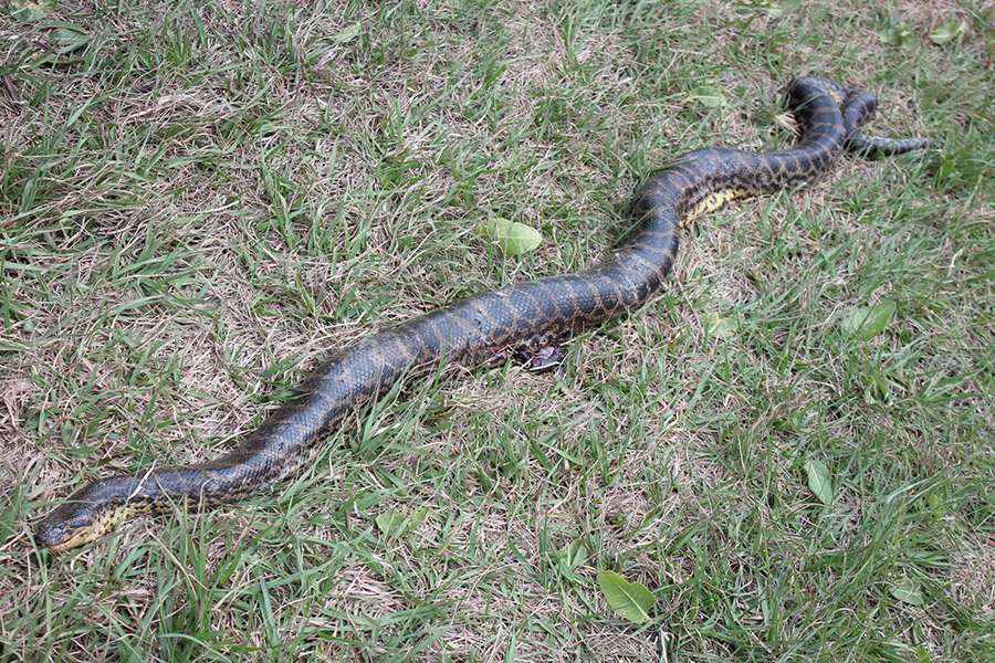 Anaconda killed by humans