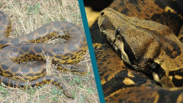 Anaconda vs Boa Constrictor