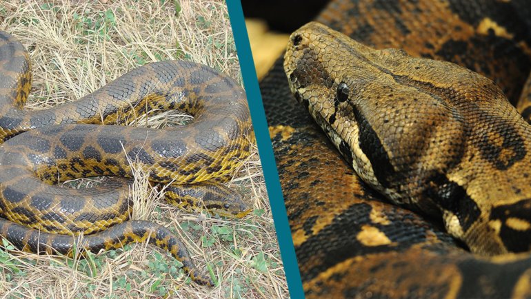 Anaconda vs Boa Constrictor