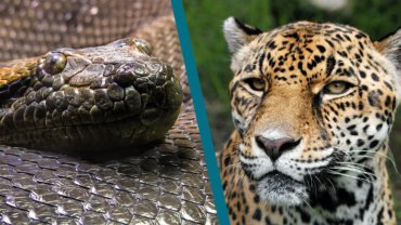 Anaconda vs Jaguar