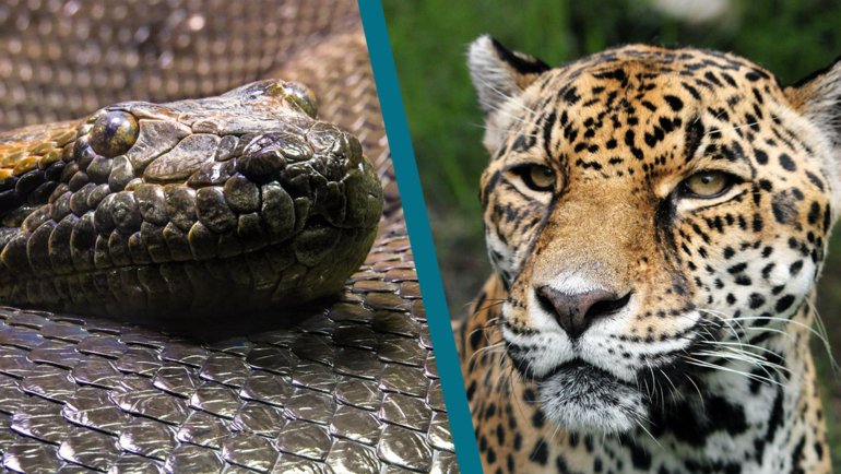 Anaconda vs Jaguar