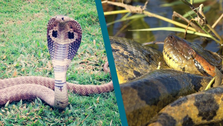 Anaconda vs King Cobra