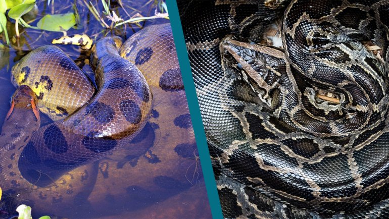 Anaconda vs Python