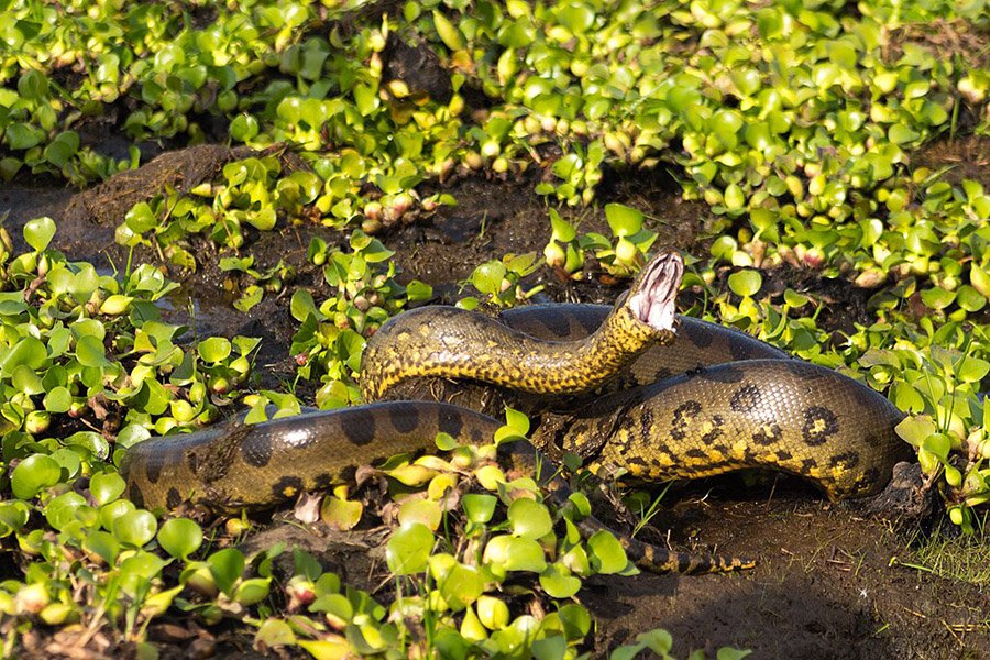 Anaconda_(Eunectes_murinus)