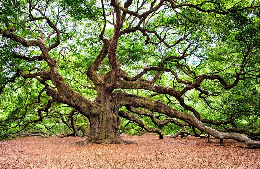 Angel Oak Tree, Charleston, South Carolina