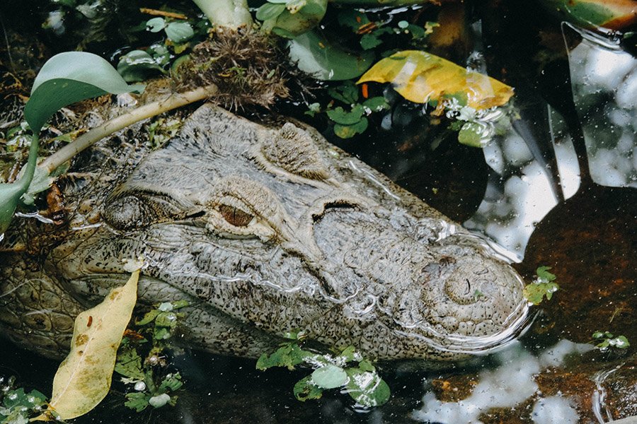 Animals with big heads - Caiman