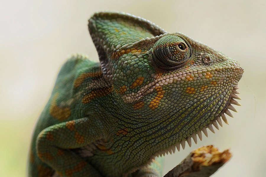 Animals with big heads - Chameleon