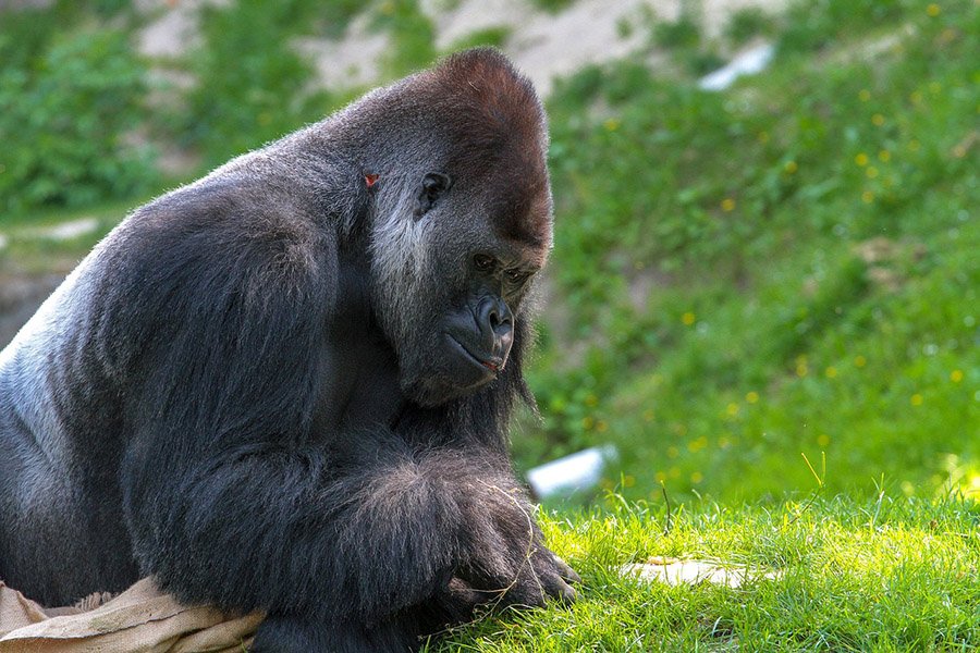 Animals with big heads - Gorilla