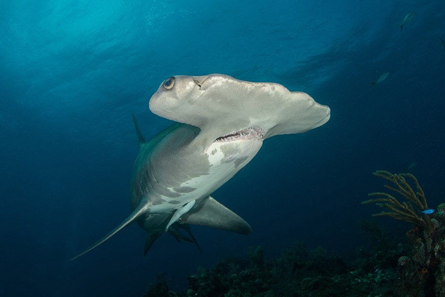 Animals with big heads - Hammerhead Shark