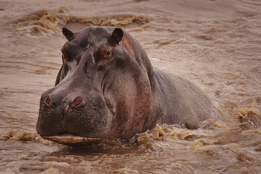 Animals with big heads - Hippopotamus