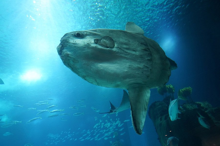 Animals with big heads - Sunfish