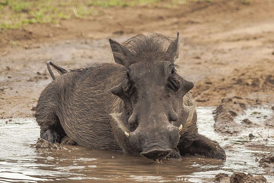 Animals with big heads - Warthog