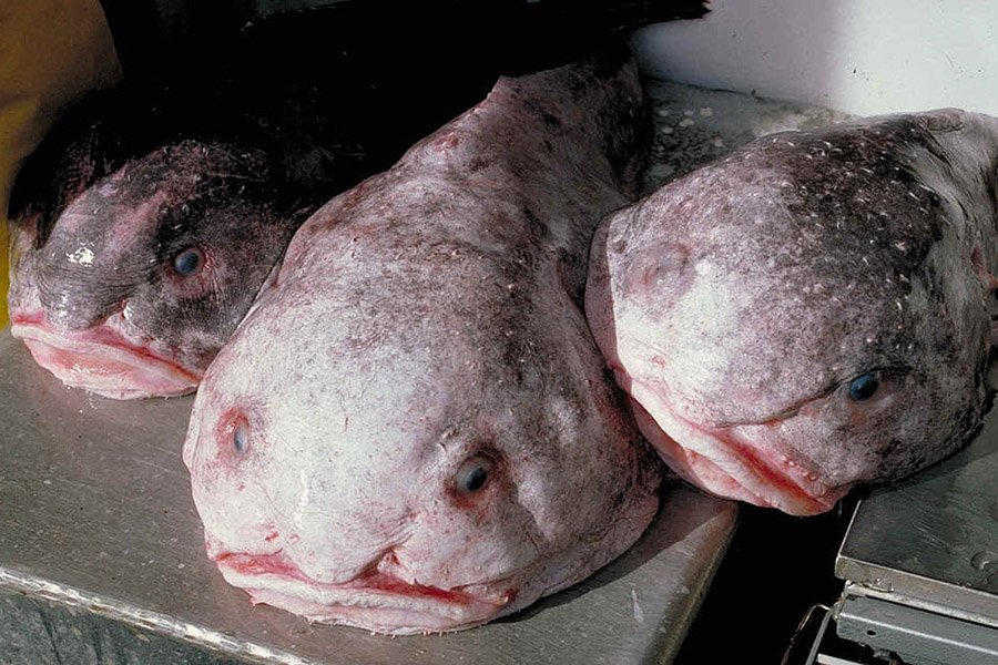 Animals with big lips - Blobfish