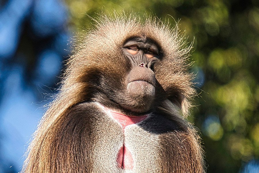 Animals with big lips - Gelada