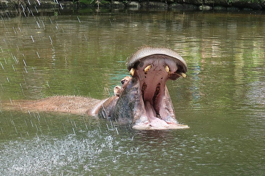 Animals with big lips - Hippopotamus