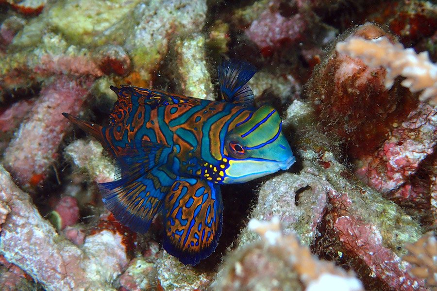 Animals with big lips - Mandarinfish