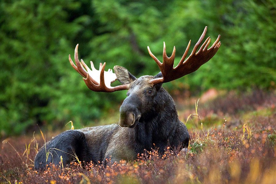 Animals with big lips - Moose