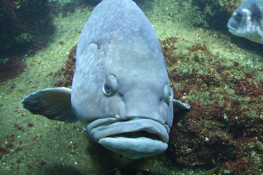 Animals with big lips - Napoleon Wrasse