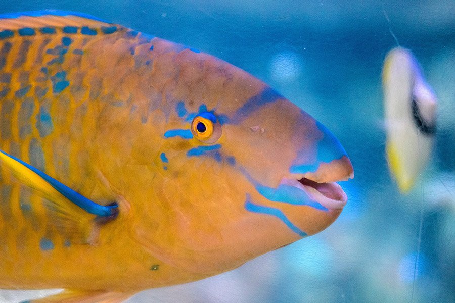 Animals with big lips - Parrotfish