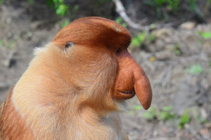 Animals with big lips - Proboscis Monkey