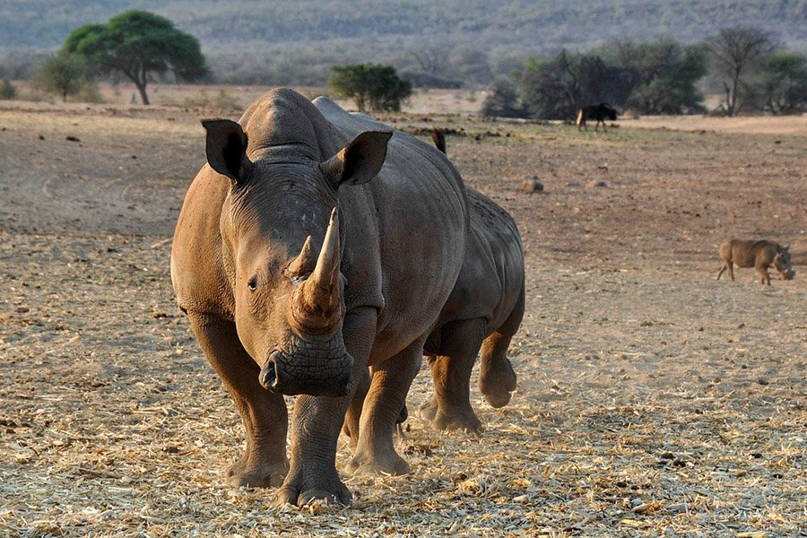 Animals with big lips - Rhino