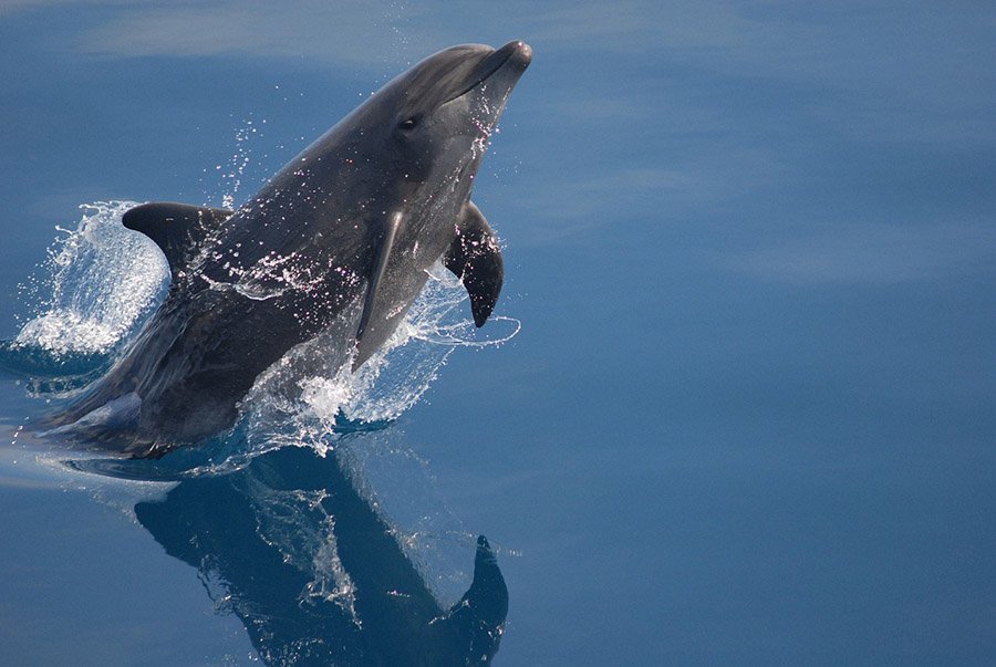 Animals with flippers - Bottlenose Dolphin