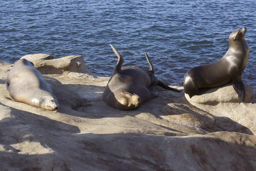 Animals with flippers - California Sea Lion