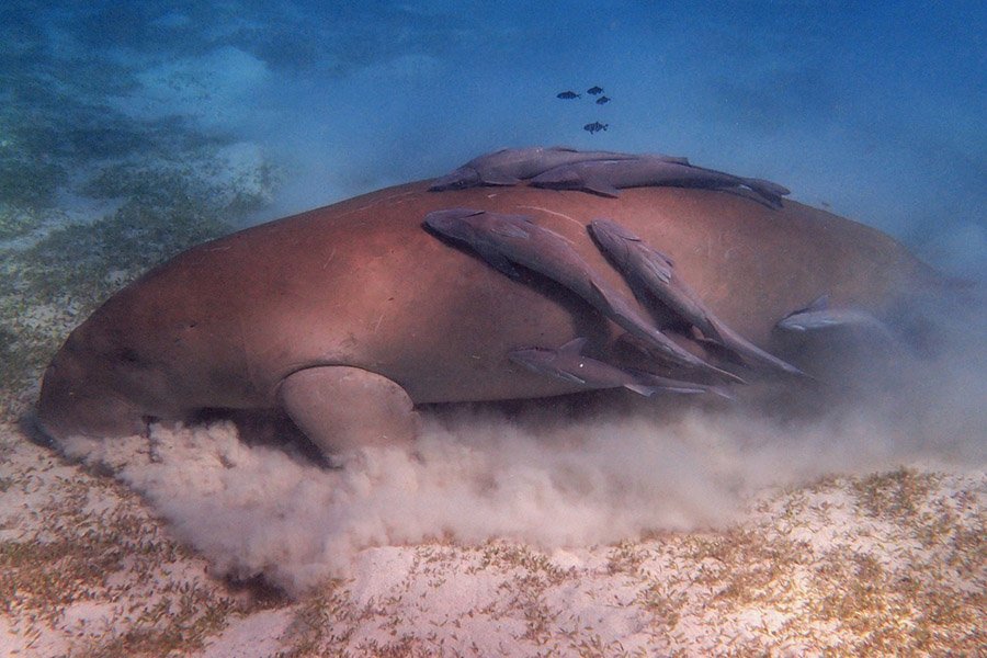 Animals with flippers - Dugong