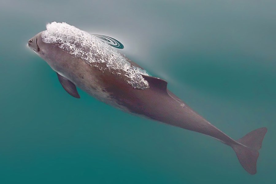 Animals with flippers - Harbor Porpoise