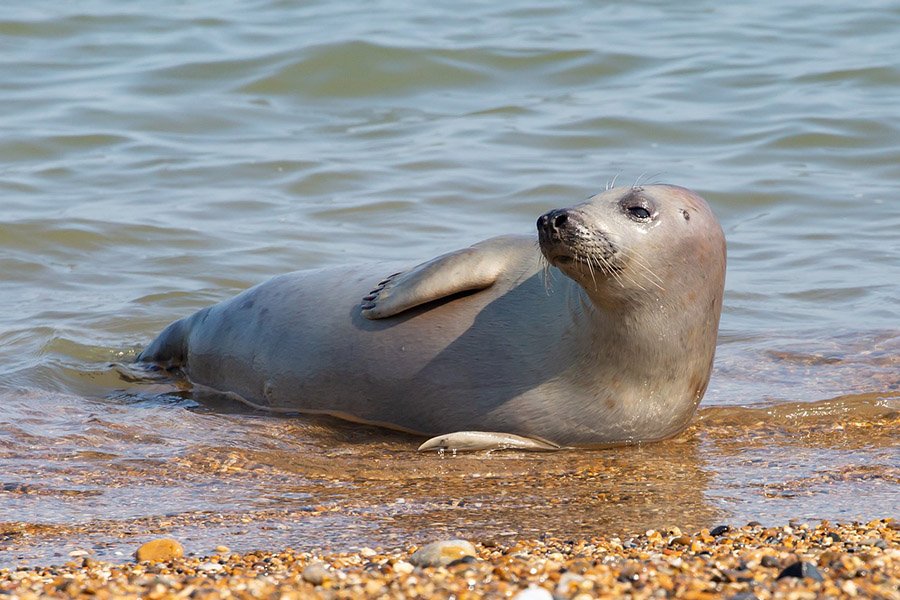 Animals with flippers - Harbor Seal