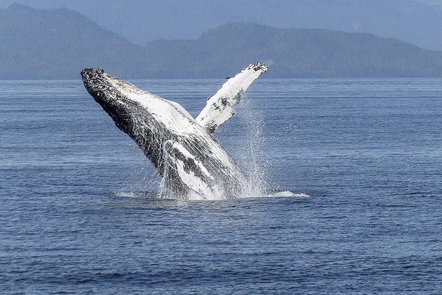 Animals with flippers - Humpback Whale