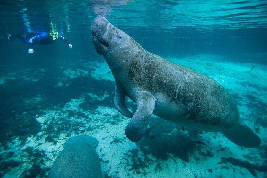 Animals with flippers - Manatee