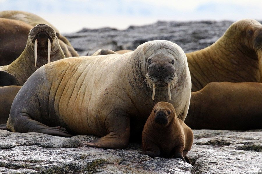 Animals with flippers - Walrus